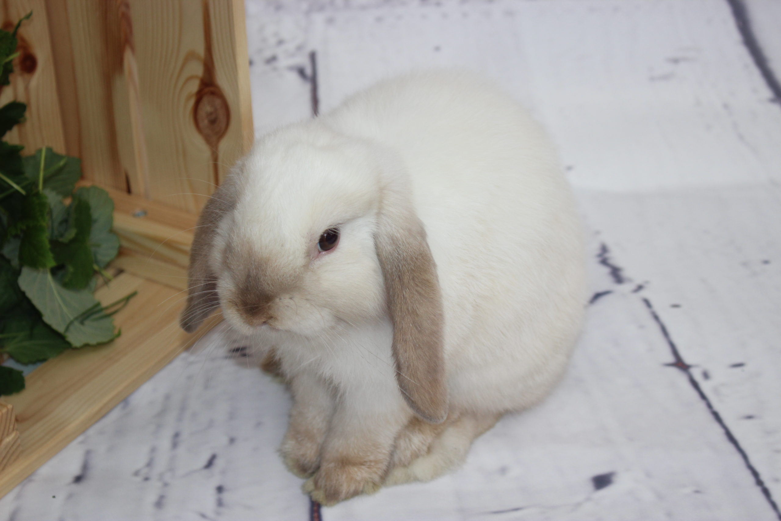 NHD good Mini Lop Häsin